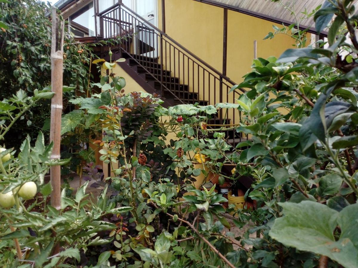 San Giovanni Incarico Il Cactus Bed & Breakfast エクステリア 写真